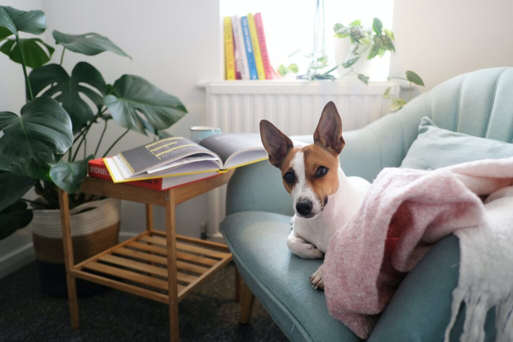 dog on a sofa, who really wants to help you out with portland real estate